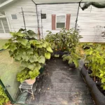 GROWNEER Crop Cage 4' x 8' with 6 Ground Staples photo review
